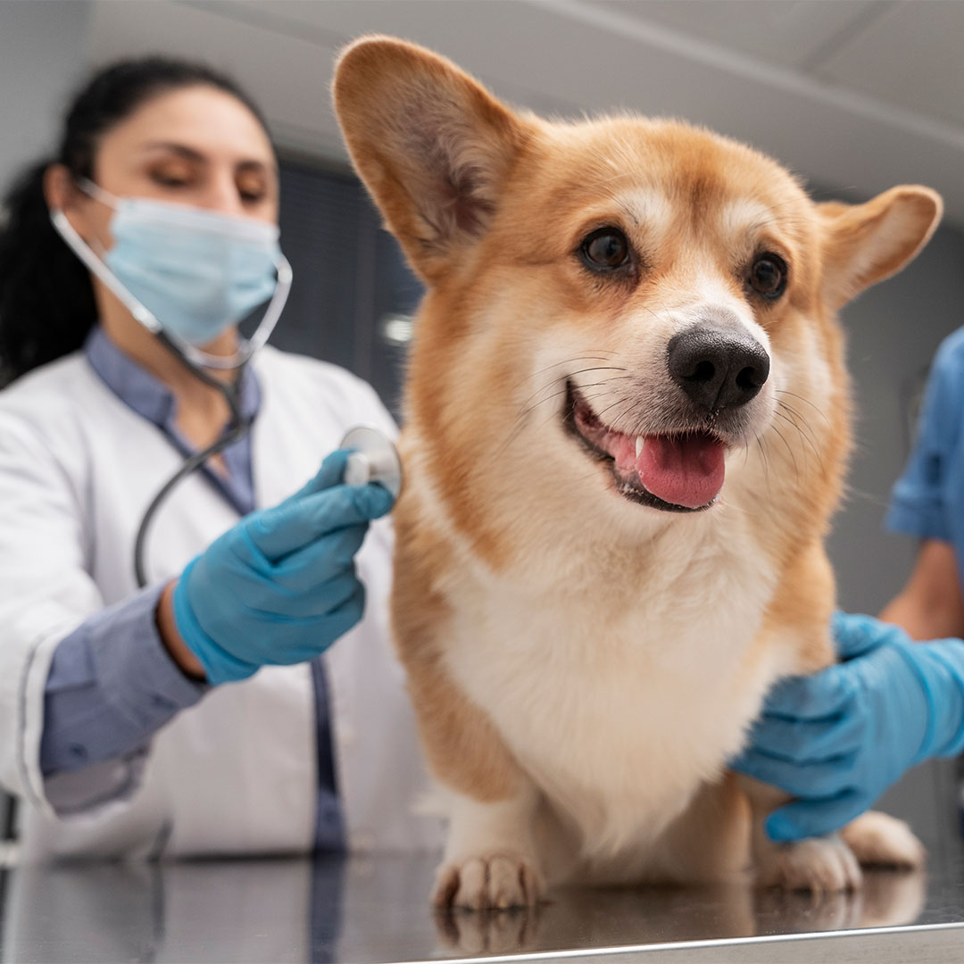 The Definitive Guide to Pet Immunity: Decoding Core vs Lifestyle ...