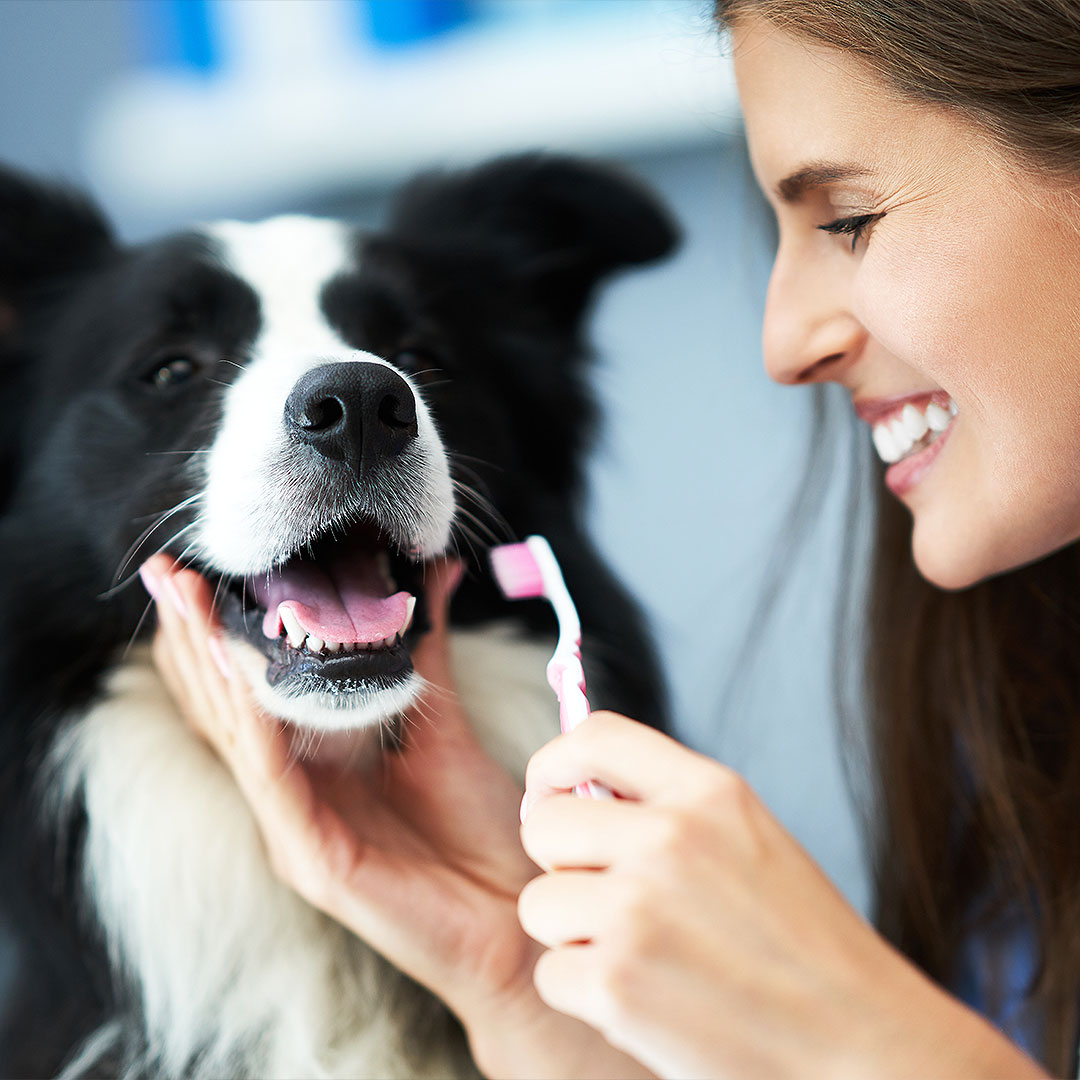 Woman brushing a dog’s teeth with a toothbrush.