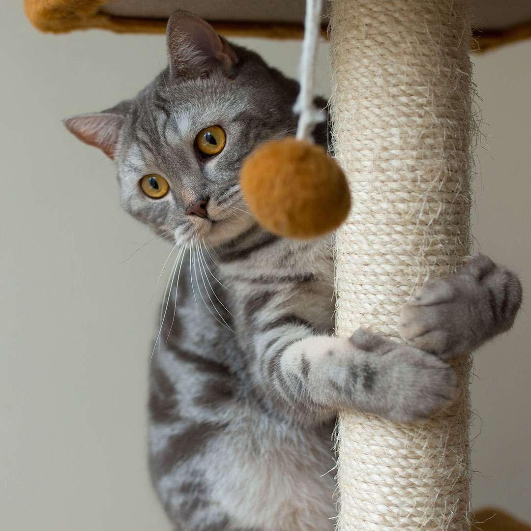 Gray tabby cat playing on a vertical scratching post with hanging toy.