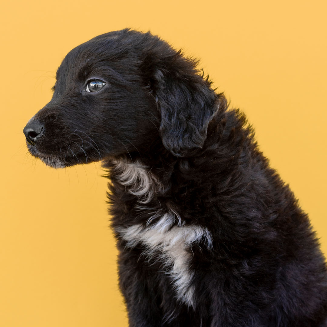 Picture of a Black Puppy Looking Away.