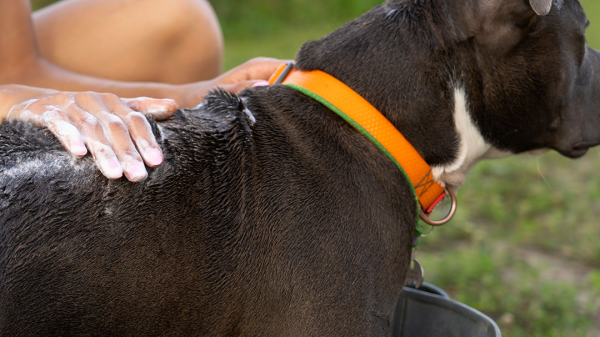 Dog wearing a flea and tick prevention collar during an outdoor bath.